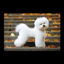 Most beautiful dogs APK