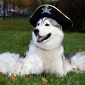 dog pictures