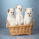 اسماء قطط APK