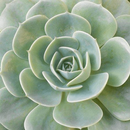 green wallpaper _ green photo APK