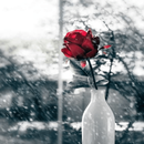 صور ورد - الزهور APK