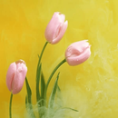 سورة المائدة APK