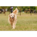 Learn to name a dog APK