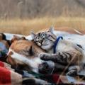 Dog and Cat