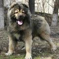 Caucasian shepherd