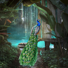 Peacock Bird: Peacock Feather 圖標