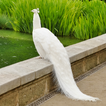 ”Albino Peacock: Peacock Animal