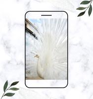 Albino Peacock: Peacock Animal screenshot 2