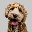 Cute Dog Wallpaper : Wallpaper ikona