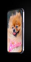 Cute Dog Wallpaper : Wallpaper پوسٹر