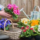 Semillas de flores silvestres icono