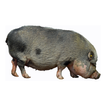 Pot Bellied Pig : Pigs