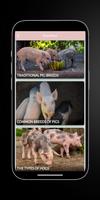Sows - Pot Bellied : Pigs Cartaz