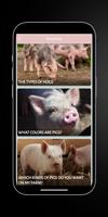 Sows - Pot Bellied : Pigs imagem de tela 1