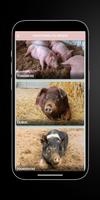 Sows - Pot Bellied : Pigs imagem de tela 2