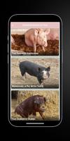 Sows - Pot Bellied : Pigs imagem de tela 3
