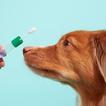 آیکون‌ Dog dna test