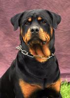 Rottweiler Wallpapers Cartaz