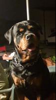 Rottweiler Wallpapers imagem de tela 1