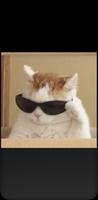 Funny Profile Pictures poster