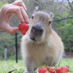 capybara wallpapers HD আইকন