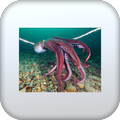 what is the octopus