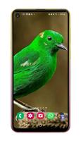 green screen backgrounds اسکرین شاٹ 3