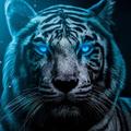 Tiger Wallpaper HD
