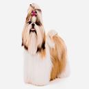 Shih Tzu-APK