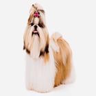 Shih Tzu 아이콘