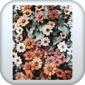 Flowers Wallpaper HD – 4k