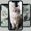 Cute cats wallpaper HD
