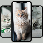 Cute cats wallpaper HD icône