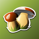 Sieniopas APK