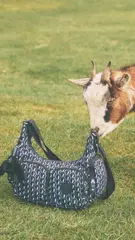 Kipling Party XAPK Herunterladen