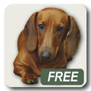 Dachshund triste canción APK