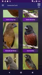 Baixar Cantos de Curió APK