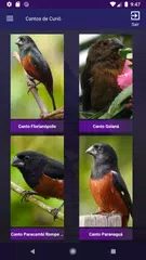 Baixar Cantos de Curió APK