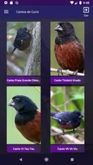 Baixar Cantos de Curió APK