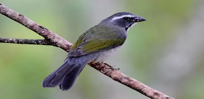 Cantos de Trinca Ferro