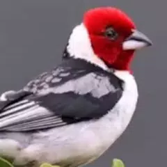 Descargar APK de Sonidos de Pájaros Brasileños
