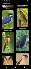 Cantos de Pássaros Brasileiros アプリダウンロード