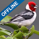 Cantos de Passaros Offline APK