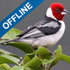 Cantos de Pássaros Offline biểu tượng