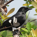 Cantos do Passaro Preto, Melro APK