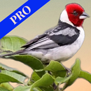 Canto Pássaros Brasileiros Pro APK