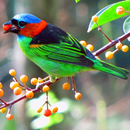Cantos de Sairas APK