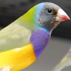 Birdwatching Brazil