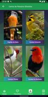 Cantos de Pássaros Silvestres Plakat