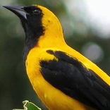 Cantos de Passaros da Colômbia